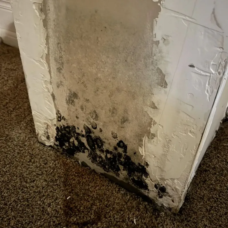 Professional Mold Removal in Warren County, MO